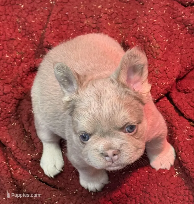 Slugger – French Bulldog puppy for sale in Cody, WY