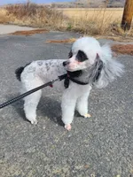 Ringer, a female Poodle - Toy  and Sheepadoodle for sale in Cody, WY – 7 of 8