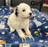Pearl, a female Poodle - Toy  and Sheepadoodle for sale in Cody, WY – 5 of 10