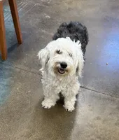 Mini Toast, a female Poodle - Toy  and Sheepadoodle for sale in Cody, WY – 5 of 6