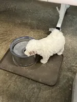Patch, a male Poodle - Toy  and Sheepadoodle for sale in Cody, WY – 10 of 10