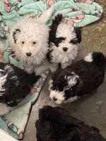 Pearl, a female Poodle - Toy  and Sheepadoodle for sale in Cody, WY – 6 of 10
