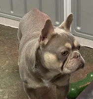 lilac boy short coat, a male French Bulldog for sale in Cody, WY – Photo 4 of 4