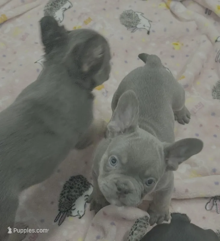 lilac boy short coat, a male French Bulldog for sale in Cody, WY – Photo 1 of 4