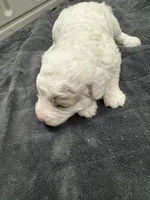 Patch, a male Poodle - Toy  and Sheepadoodle for sale in Cody, WY – 4 of 9