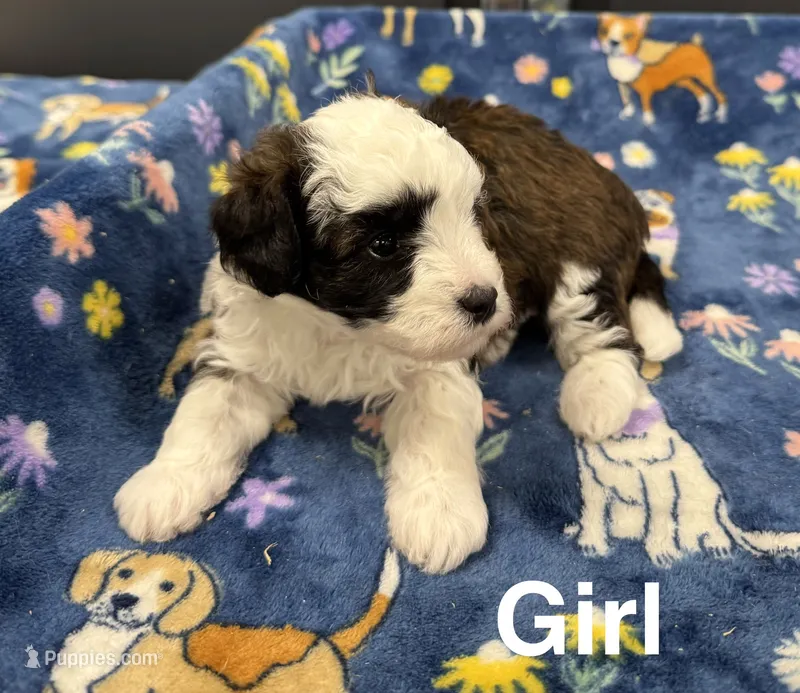 Jellybean – Poodle - Toy , Sheepadoodle puppy for sale in Cody, WY