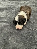 Roper, a male Poodle - Toy  and Sheepadoodle for sale in Cody, WY – 1 of 6