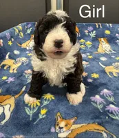 Roper, a female Poodle - Toy  and Sheepadoodle for sale in Cody, WY – 3 of 10