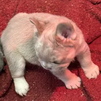 Slugger, a male French Bulldog for sale in Cody, WY – 3 of 6