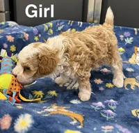 Blondie, a female Poodle - Toy  and Sheepadoodle for sale in Cody, WY – 4 of 10