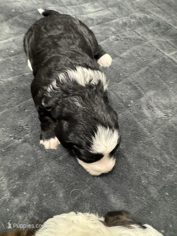 Ringer – Poodle - Toy , Sheepadoodle puppy for sale in Cody, WY
