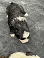 Ringer, a female Poodle - Toy  and Sheepadoodle for sale in Cody, WY – 1 of 8