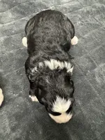 Ringer, a female Poodle - Toy  and Sheepadoodle for sale in Cody, WY – 3 of 8