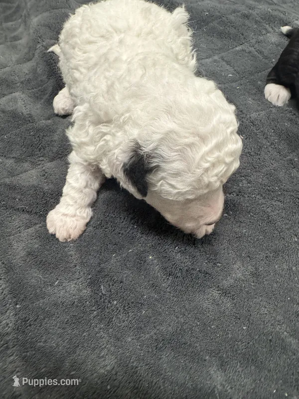 Pearl – Poodle - Toy , Sheepadoodle puppy for sale in Cody, WY