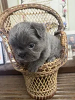 Mae Mae, a female French Bulldog for sale in Cody, WY – 2 of 9