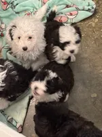 Roper, a female Poodle - Toy  and Sheepadoodle for sale in Cody, WY – 10 of 10