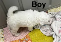 Patch, a male Poodle - Toy  and Sheepadoodle for sale in Cody, WY – 3 of 10