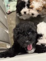 Mini Toast, a female Poodle - Toy  and Sheepadoodle for sale in Cody, WY – 1 of 6
