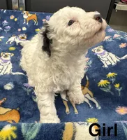 Pearl, a female Poodle - Toy  and Sheepadoodle for sale in Cody, WY – 2 of 10