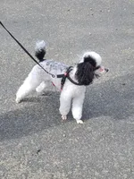 Little Piper, a female Poodle - Toy  and Sheepadoodle for sale in Cody, WY – 7 of 7