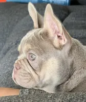 Mae Mae, a female French Bulldog for sale in Cody, WY – 9 of 9
