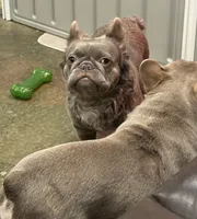 Mae Mae, a female French Bulldog for sale in Cody, WY – 5 of 9