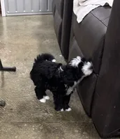 Ringer, a male Poodle - Toy  and Sheepadoodle for sale in Cody, WY – 5 of 10