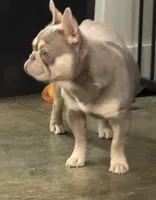 Slugger, a male French Bulldog for sale in Cody, WY – 6 of 6