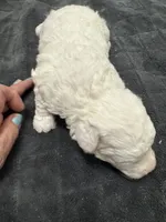 Patch, a male Poodle - Toy  and Sheepadoodle for sale in Cody, WY – 2 of 9