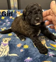 Mini Toast, a female Poodle - Toy  and Sheepadoodle for sale in Cody, WY – 3 of 6