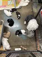 Roper, a female Poodle - Toy  and Sheepadoodle for sale in Cody, WY – 9 of 10