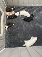 Jellybean, a female Poodle - Toy  and Sheepadoodle for sale in Cody, WY – 4 of 7
