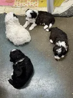Ringer, a male Poodle - Toy  and Sheepadoodle for sale in Cody, WY – 7 of 10