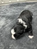Ringer, a female Poodle - Toy  and Sheepadoodle for sale in Cody, WY – 2 of 8