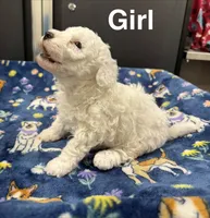 Pearl, a female Poodle - Toy  and Sheepadoodle for sale in Cody, WY – 4 of 10