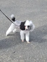 Roper, a male Poodle - Toy  and Sheepadoodle for sale in Cody, WY – 6 of 6