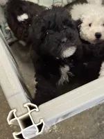 Mini Toast, a female Poodle - Toy  and Sheepadoodle for sale in Cody, WY – 2 of 6