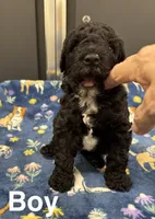 Coal, a male Poodle - Toy  and Sheepadoodle for sale in Cody, WY – 2 of 4