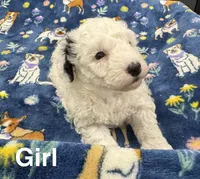 Pearl, a female Poodle - Toy  and Sheepadoodle for sale in Cody, WY – 1 of 10