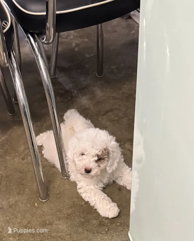 Patch – Poodle - Toy , Sheepadoodle puppy for sale in Cody, WY