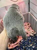 Mae Mae, a female French Bulldog for sale in Cody, WY – 4 of 9