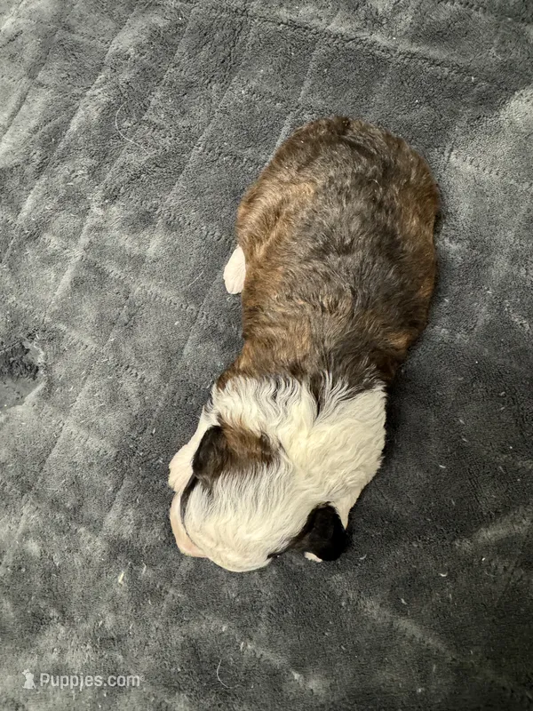Jellybean – Poodle - Toy , Sheepadoodle puppy for sale in Cody, WY
