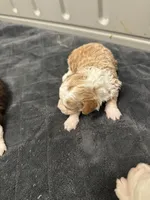 Blondie, a female Poodle - Toy  and Sheepadoodle for sale in Cody, WY – 2 of 9