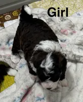 Roper, a female Poodle - Toy  and Sheepadoodle for sale in Cody, WY – 4 of 10