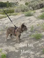 Mae Mae, a female French Bulldog for sale in Cody, WY – 6 of 9