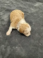 Blondie, a female Poodle - Toy  and Sheepadoodle for sale in Cody, WY – 4 of 9
