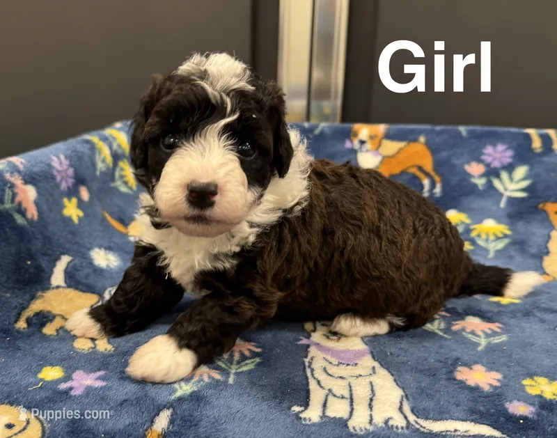 Roper – Poodle - Toy , Sheepadoodle puppy for sale in Cody, WY