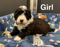 Roper, a female Poodle - Toy  and Sheepadoodle for sale in Cody, WY – 1 of 10