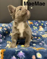 Mae Mae, a female French Bulldog for sale in Cody, WY – 2 of 8
