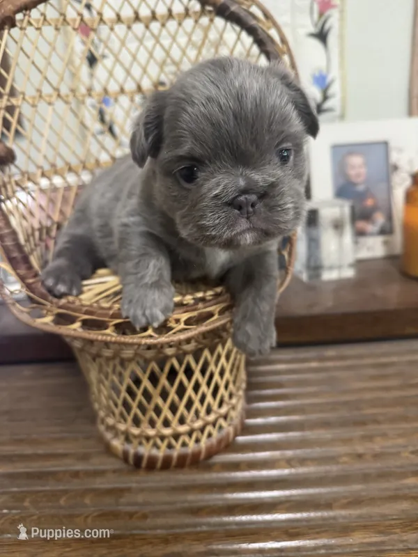 Mae Mae – French Bulldog puppy for sale in Cody, WY